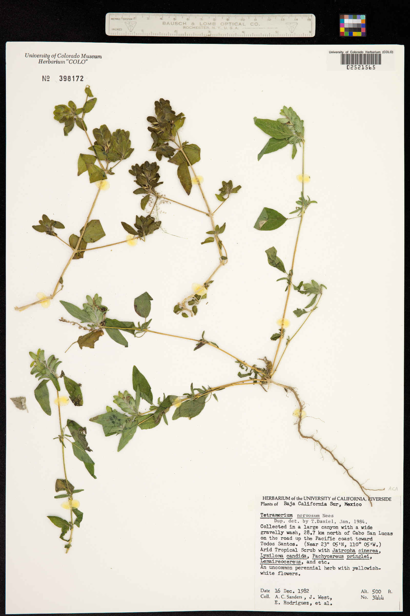 Tetramerium nervosum image