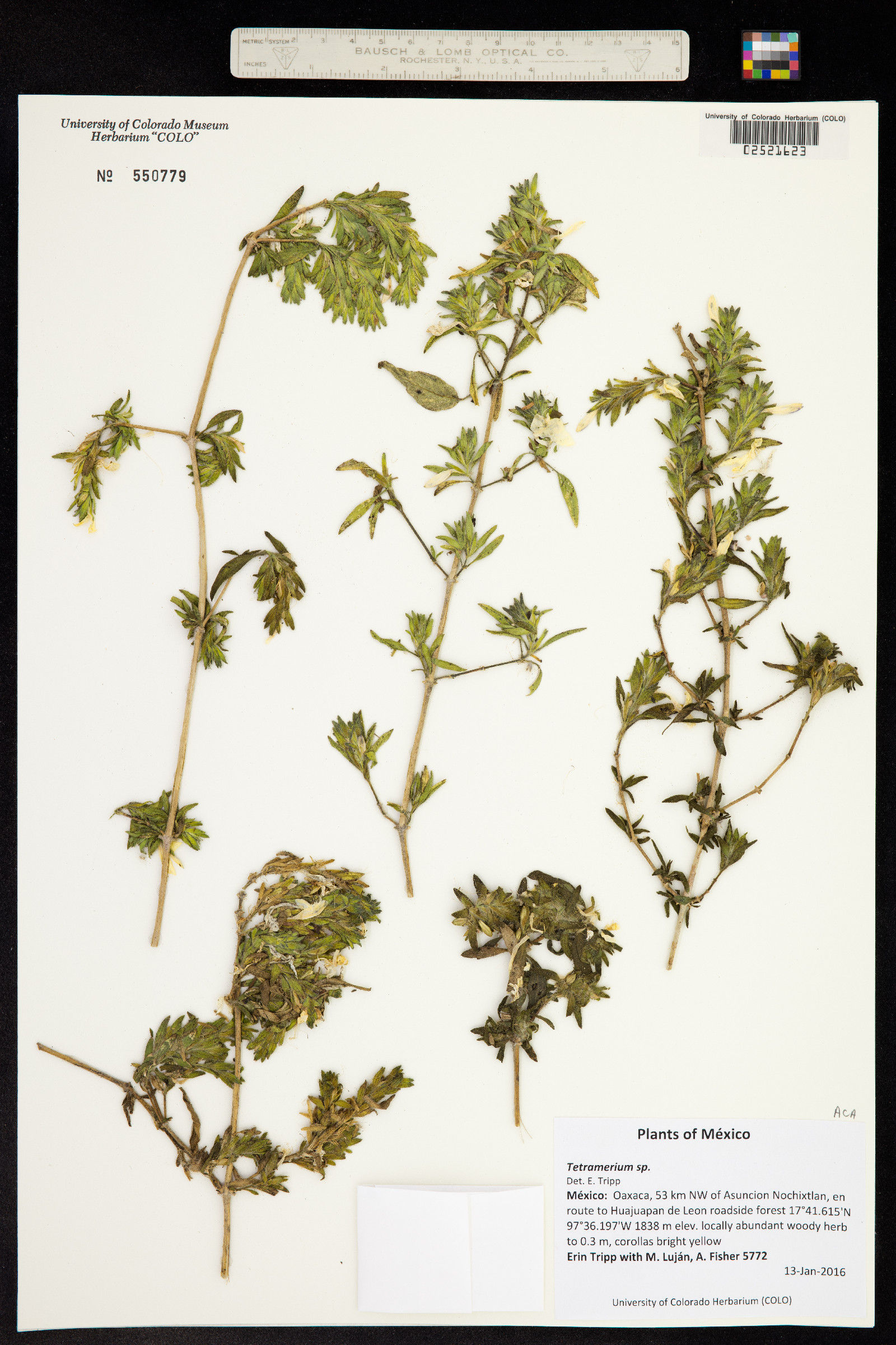 Tetramerium image