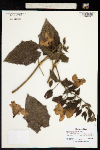 Image of Thunbergia grandiflora