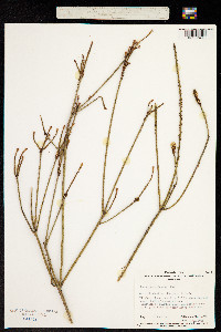 Image of Choretrum spicatum