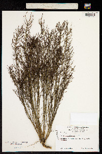 Image of Leptomeria preissiana