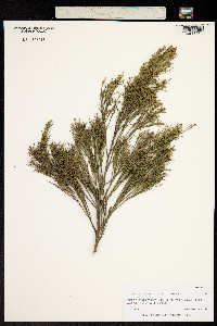 Image of Leptomeria drupacea
