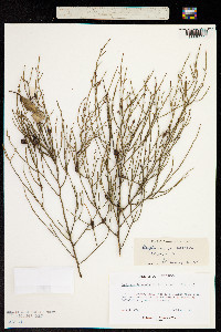 Image of Omphacomeria acerba