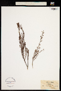 Osyris alba image