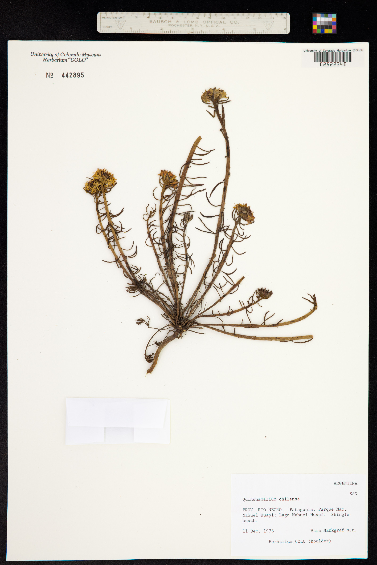 Quinchamalium image