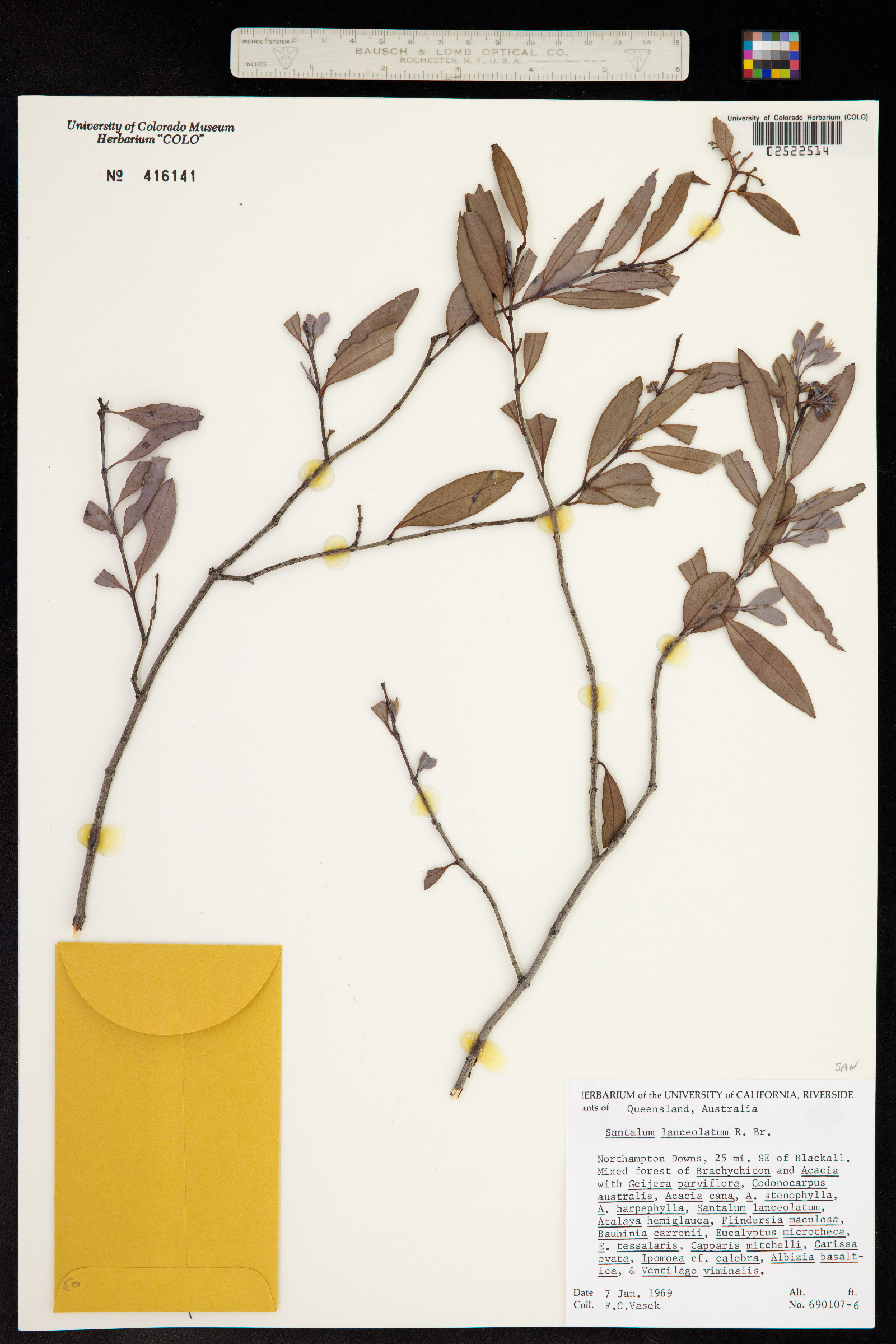 Santalum lanceolatum image