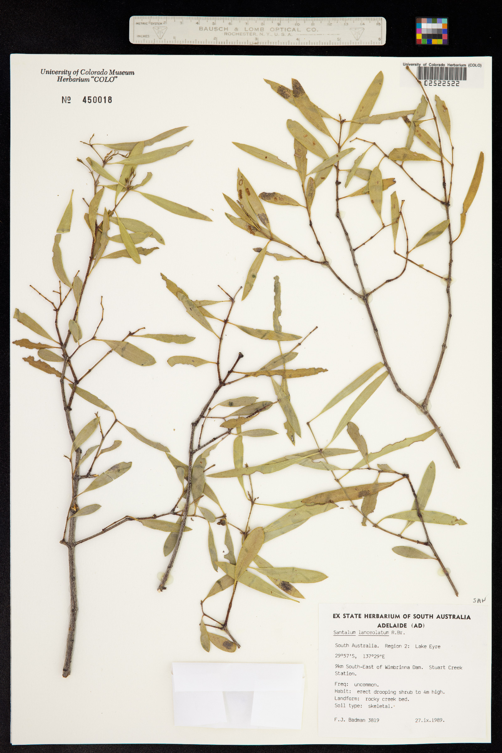 Santalum lanceolatum image