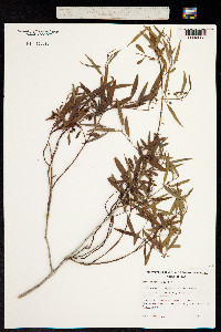 Santalum lanceolatum image