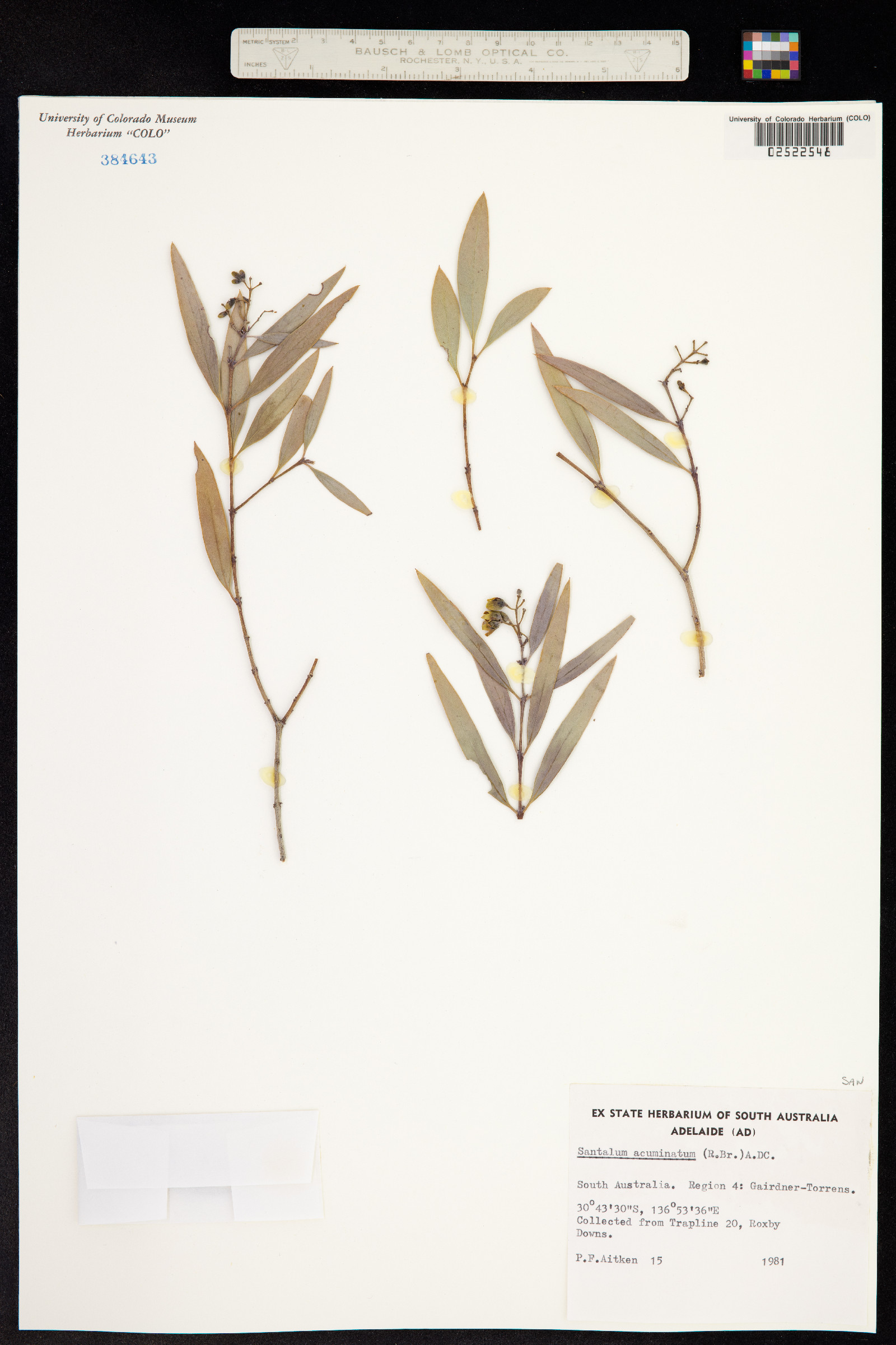 Santalum acuminatum image