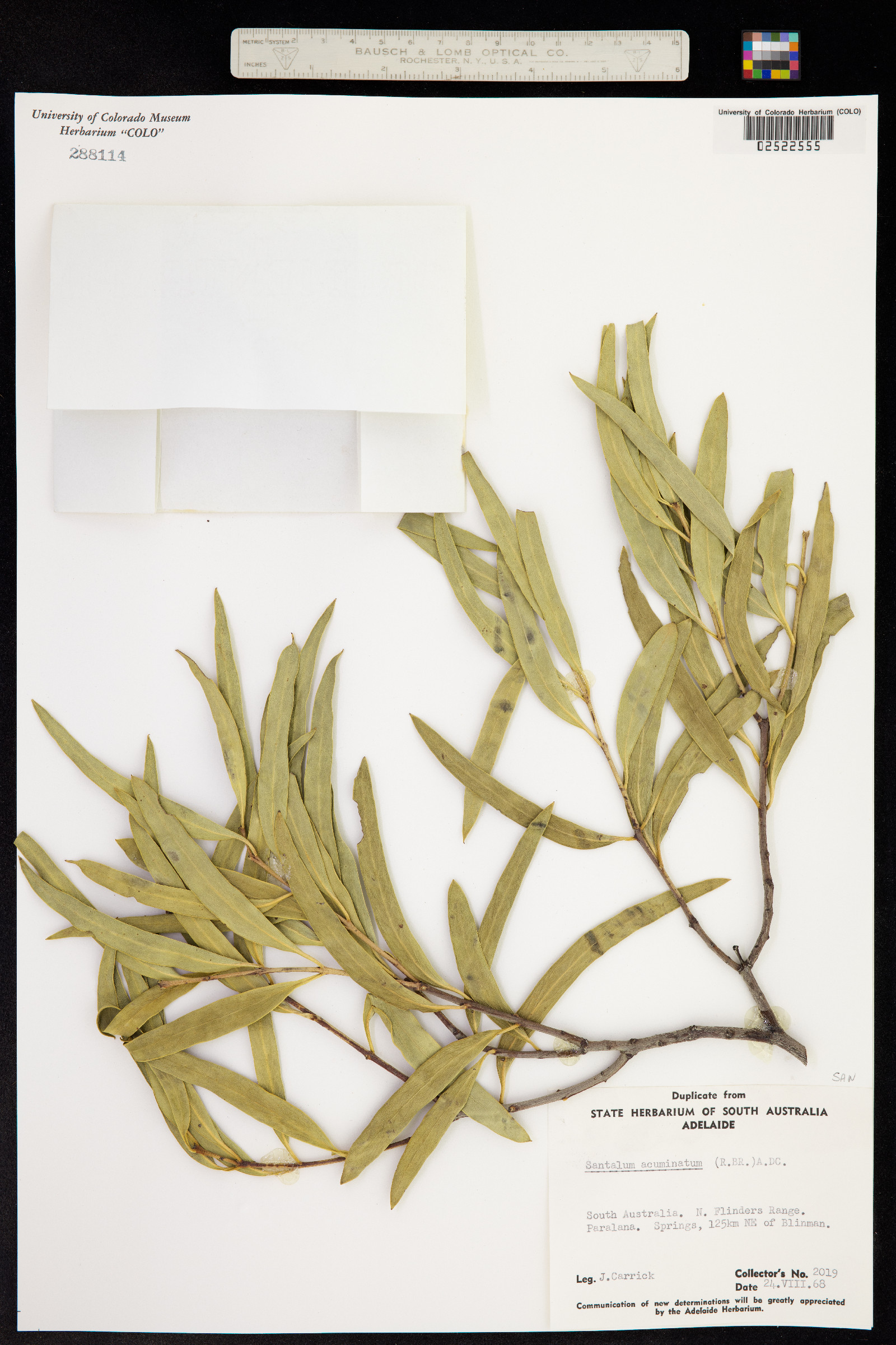 Santalum acuminatum image