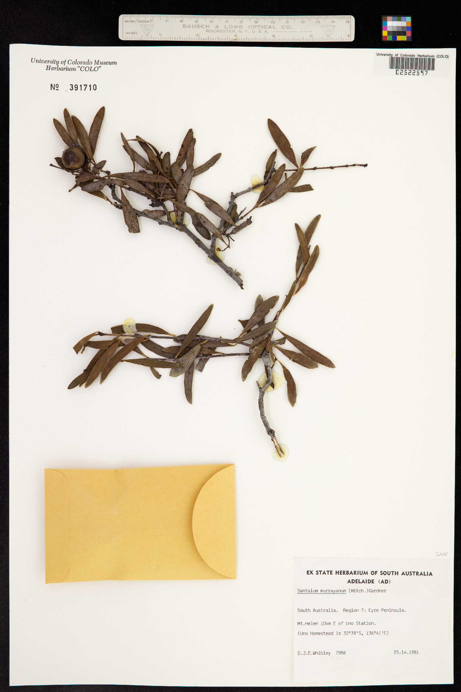 Santalum murrayanum image
