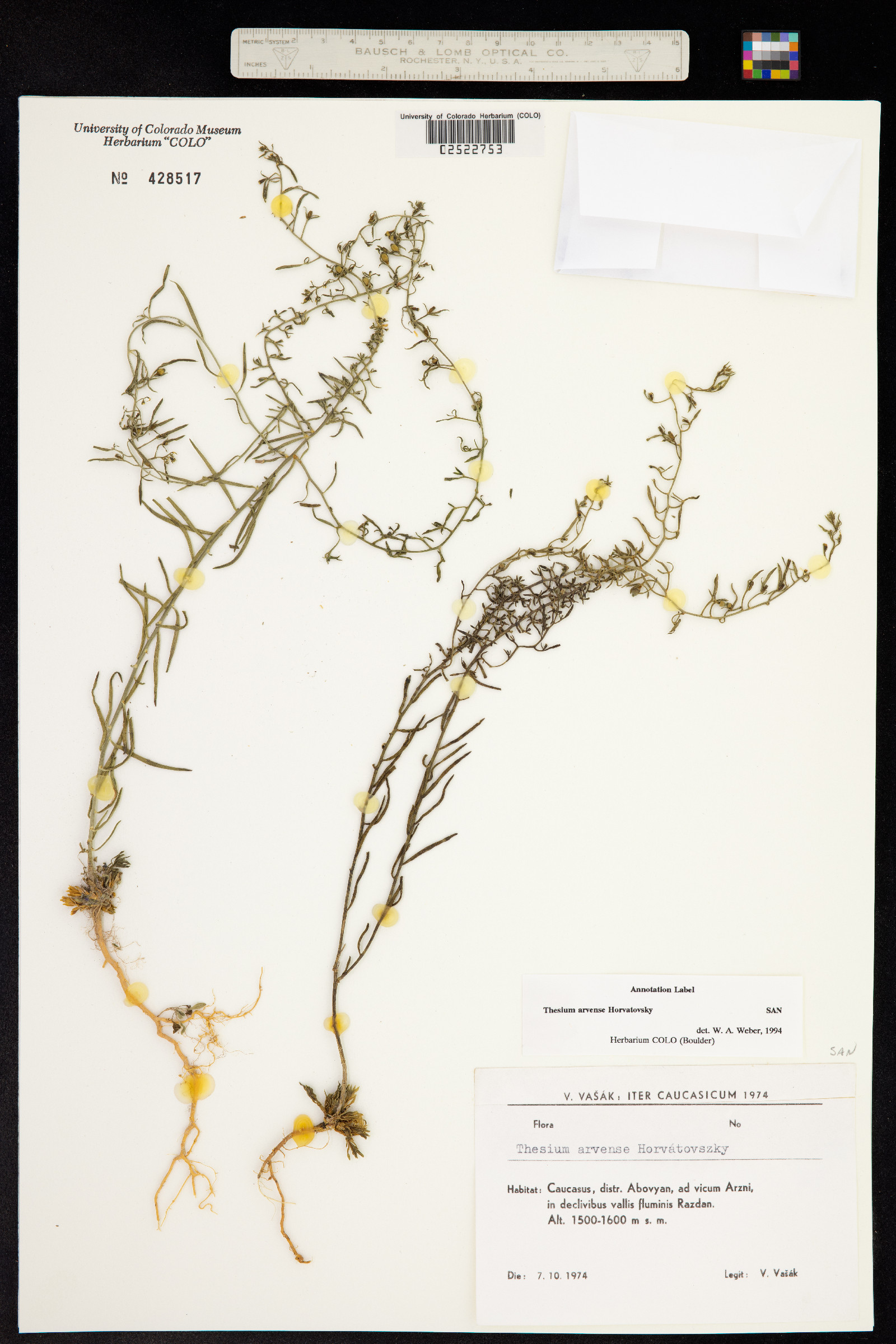Santalaceae image