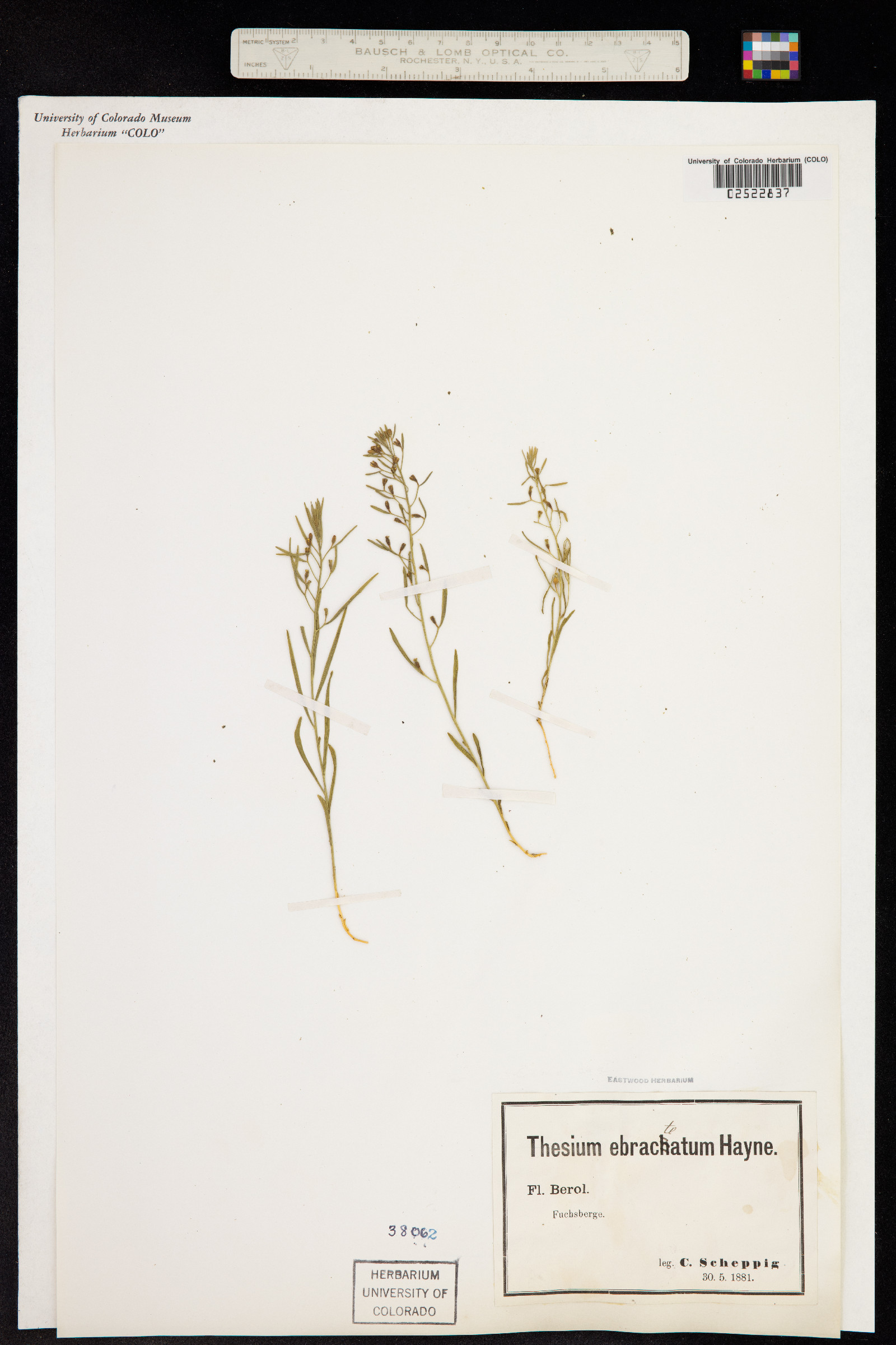 Thesium ebracteatum image