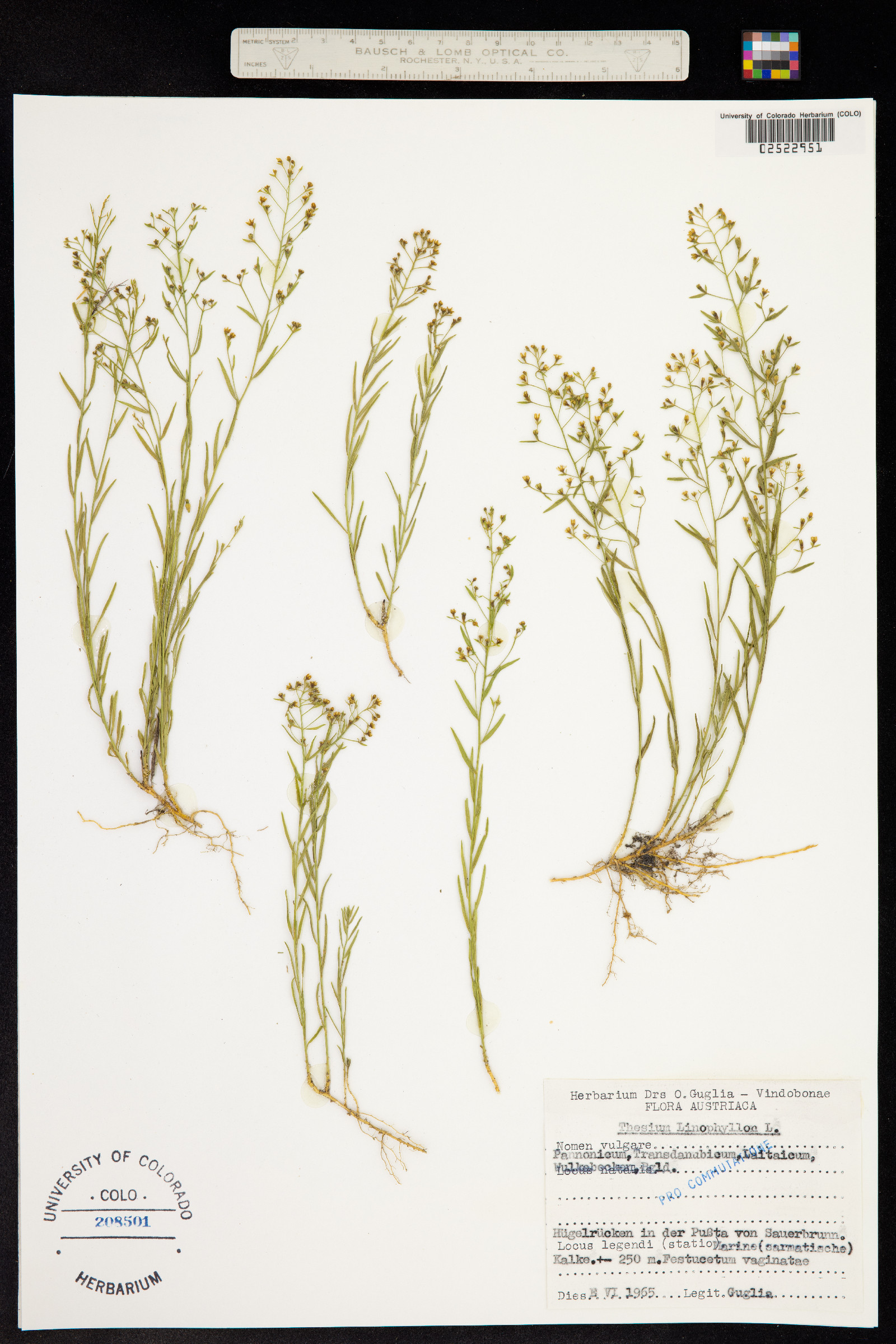 Thesium linophyllon image