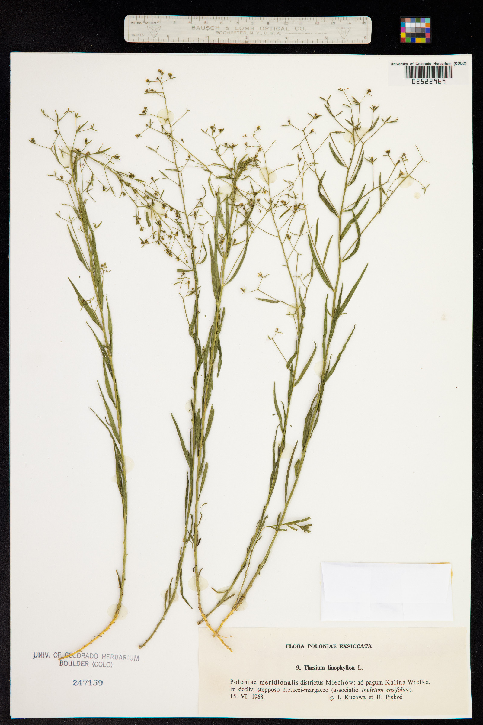 Thesium image