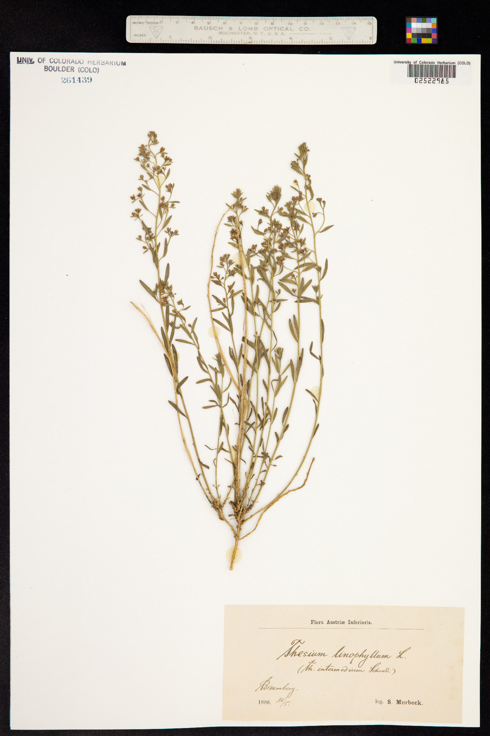 Thesium linophyllon image