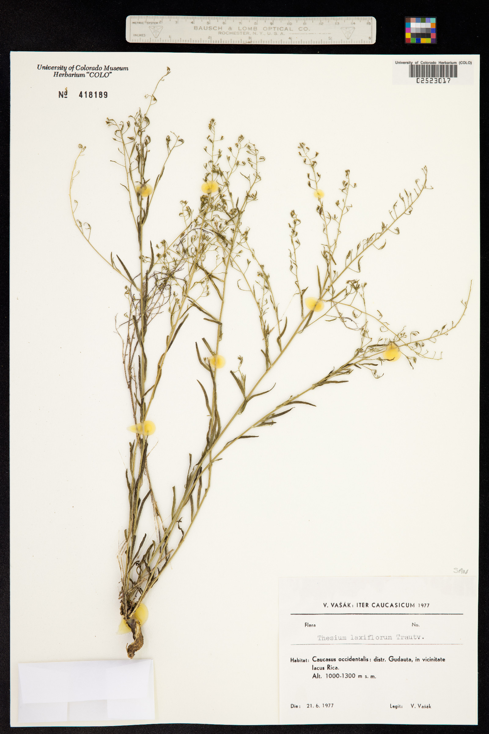Thesium laxiflorum image