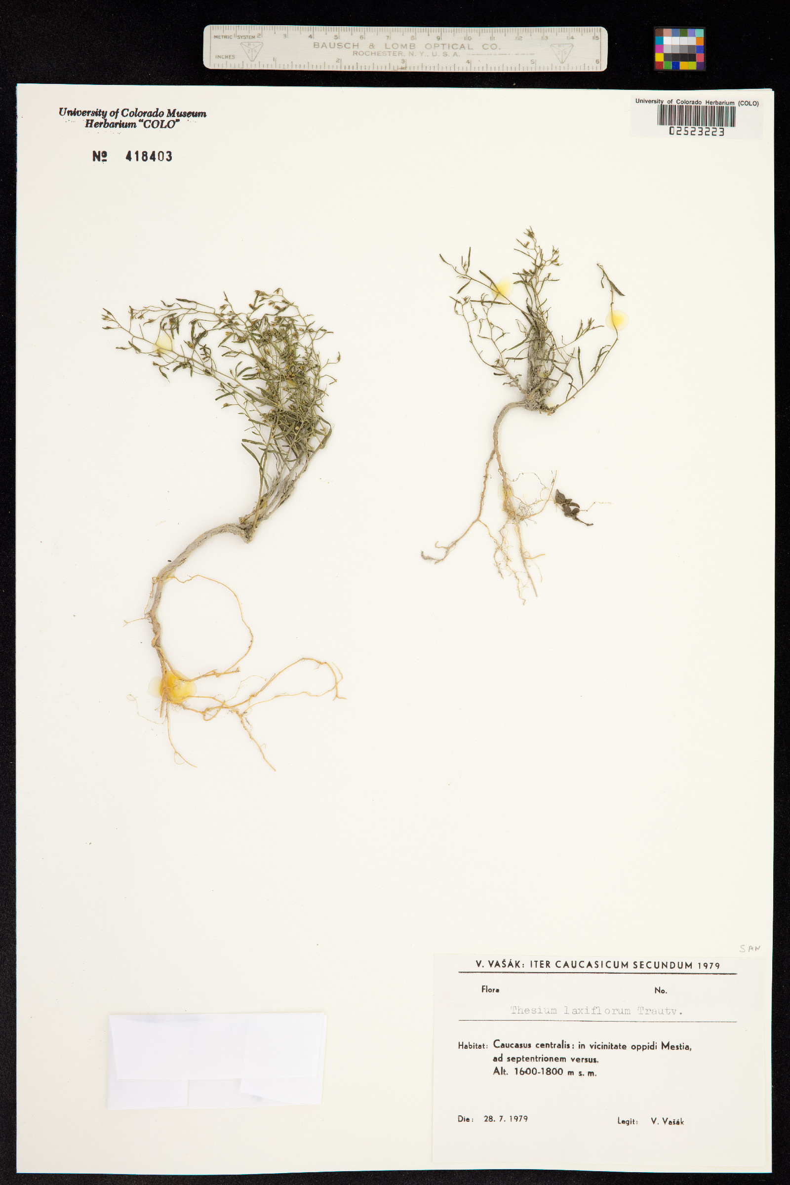 Thesium laxiflorum image