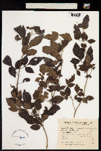 Allophylus guaraniticus image