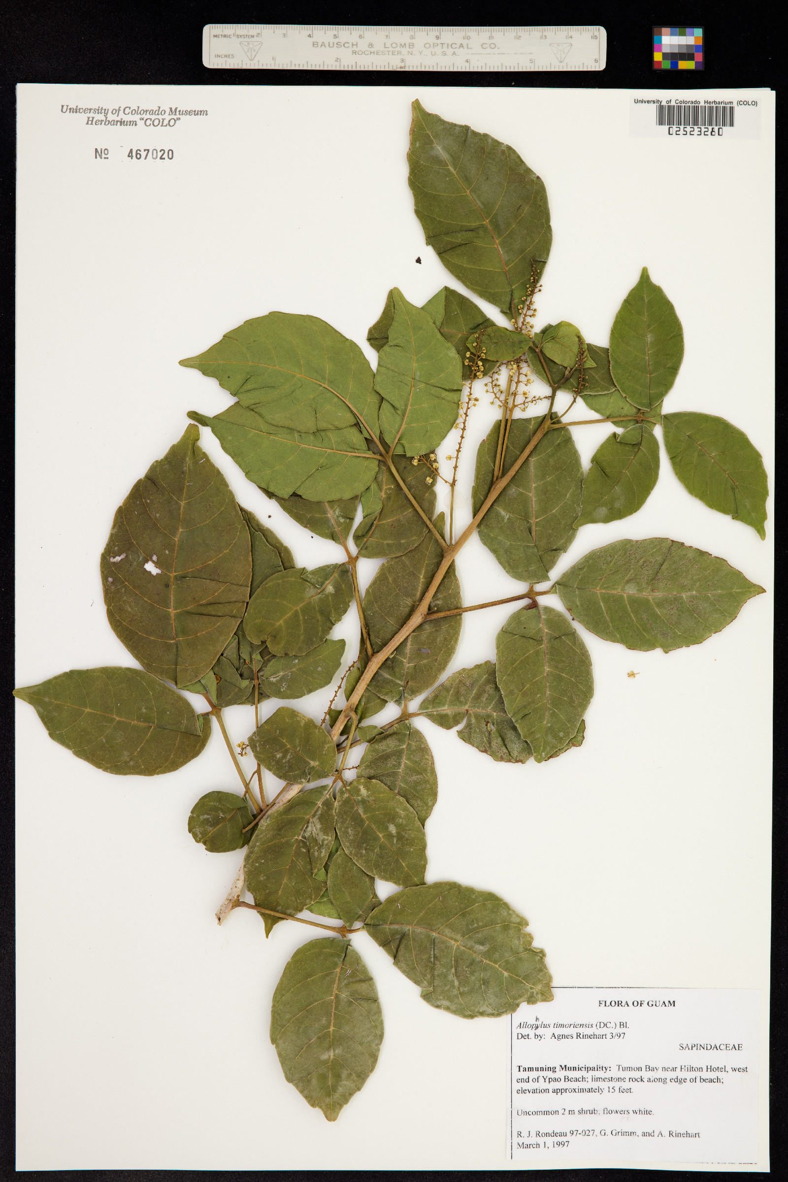 Allophylus timorensis image