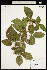Image of Allophylus timorensis