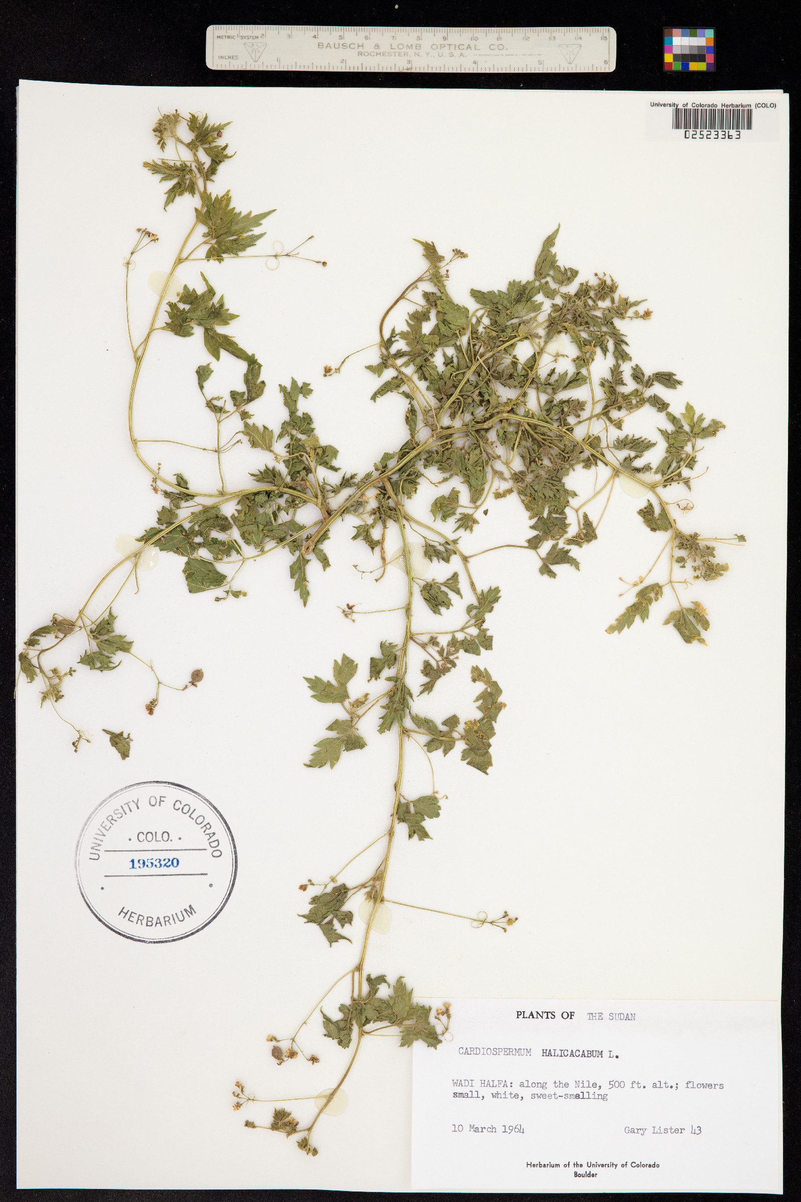 Cardiospermum halicacabum image