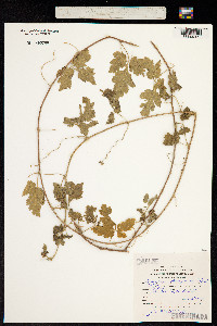 Cardiospermum pterocarpum image