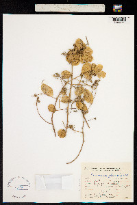 Cardiospermum pterocarpum image