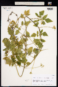 Cardiospermum grandiflorum image