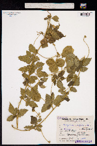 Image of Cardiospermum grandiflorum