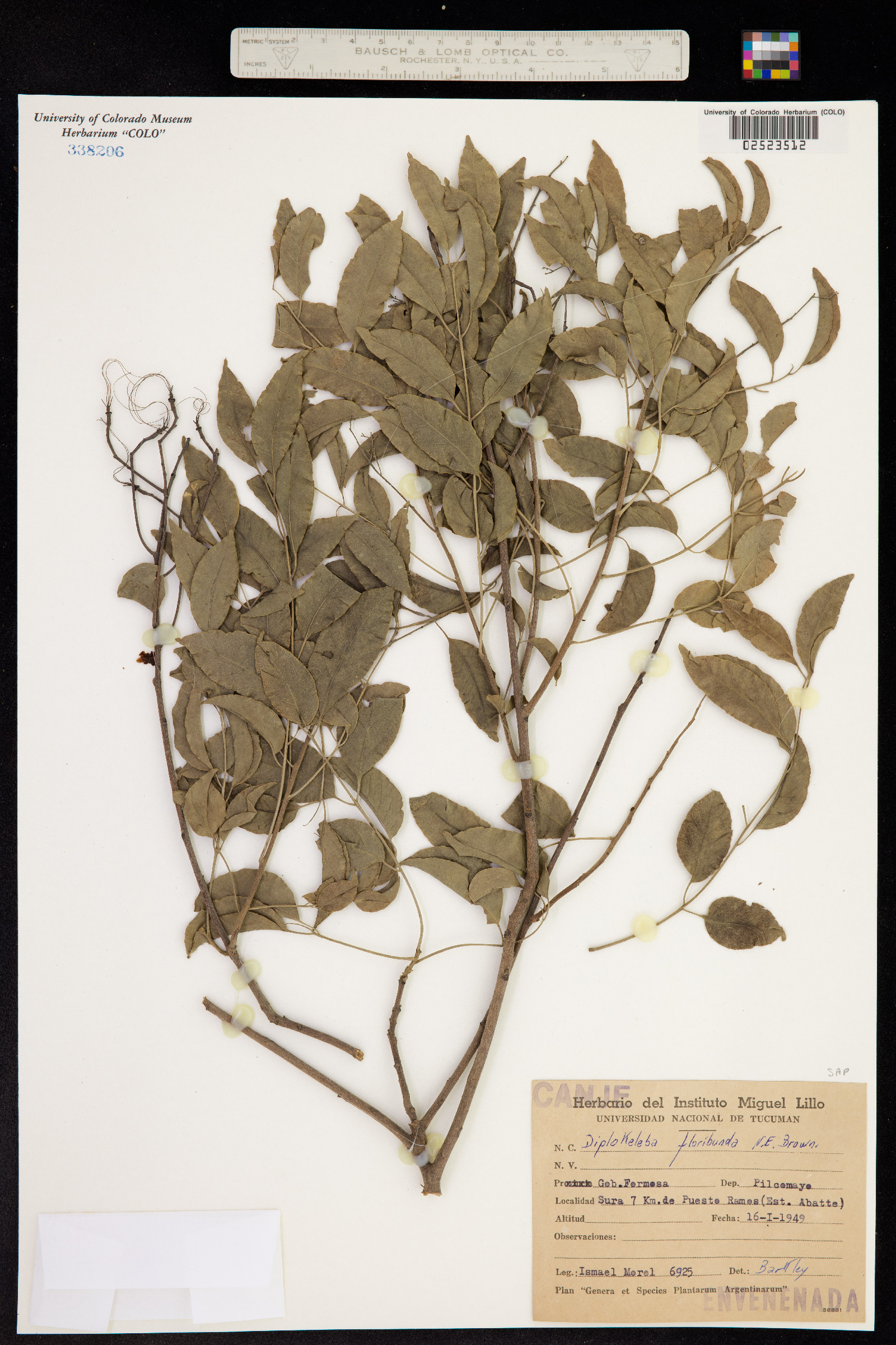 Diplokeleba floribunda image