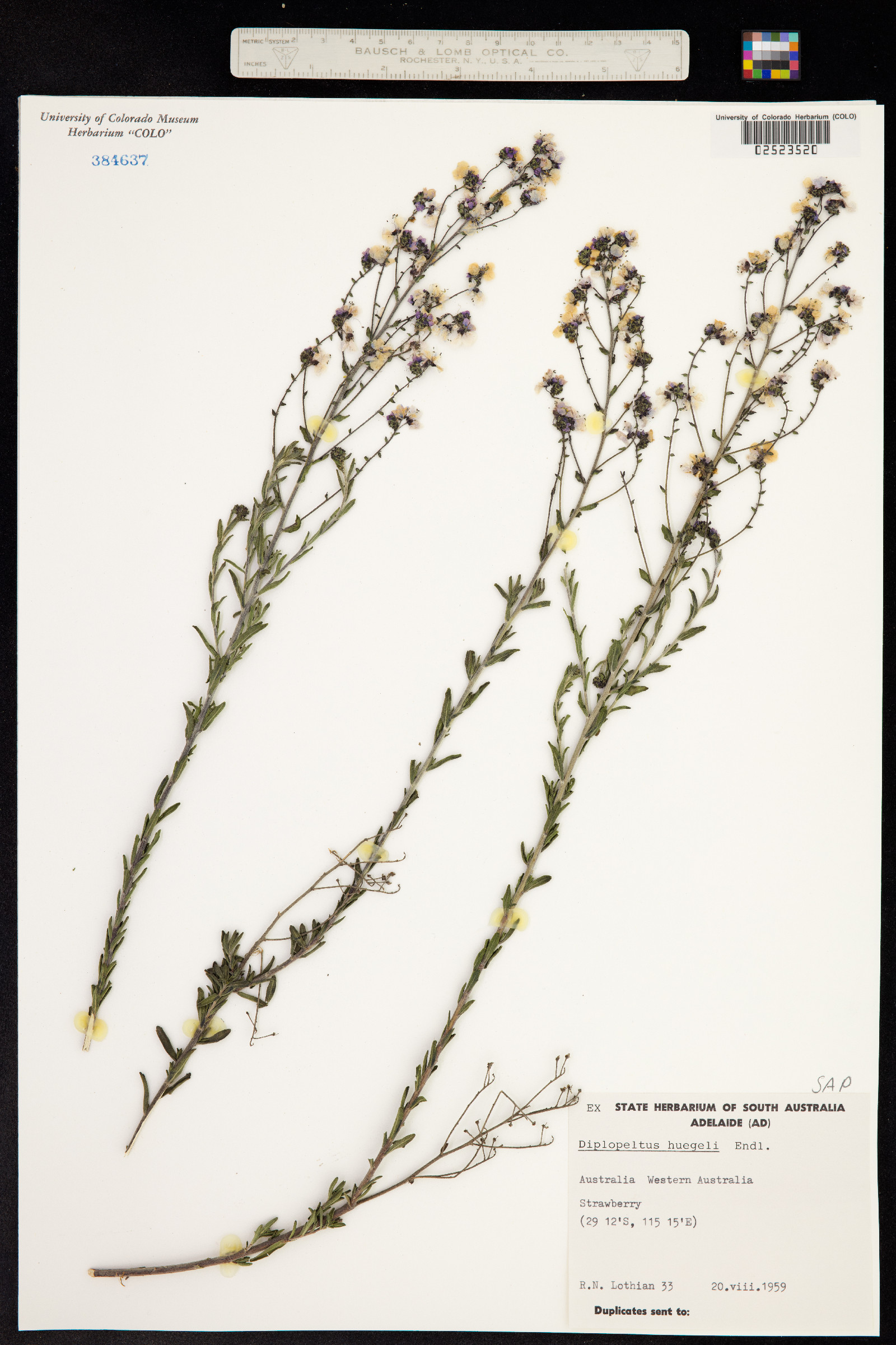 Diplopeltis huegelii image