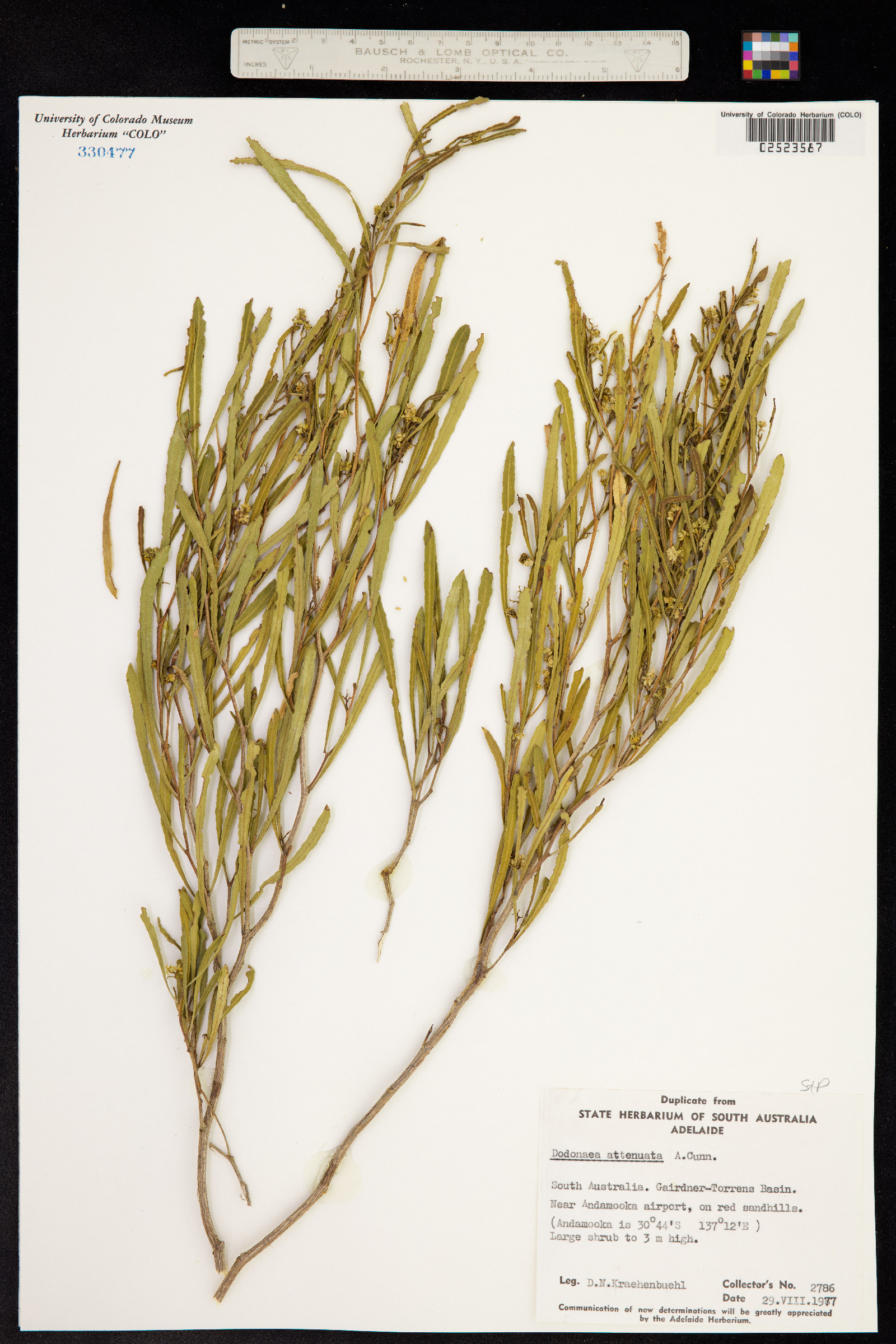 Sapindaceae image