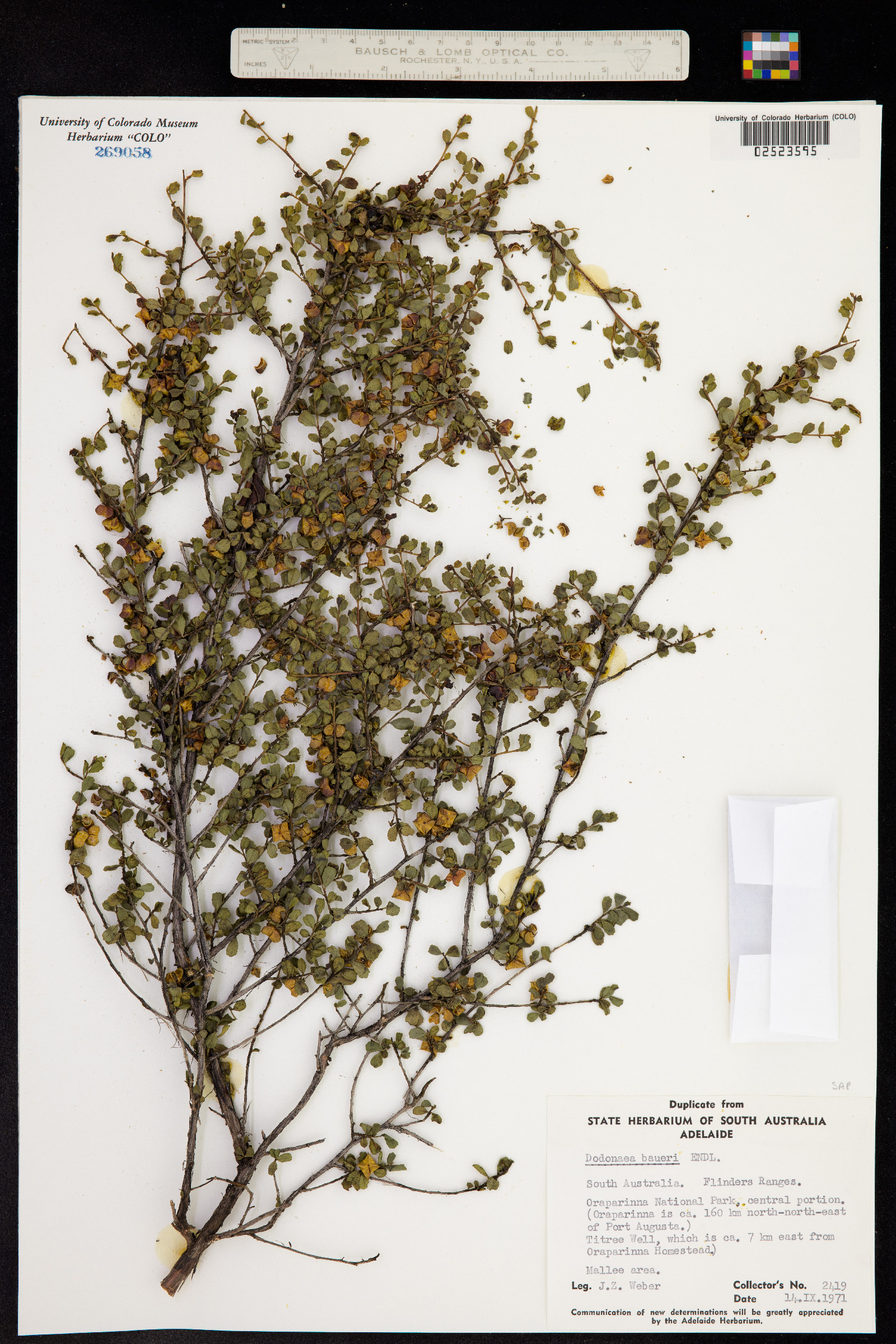 Dodonaea baueri image
