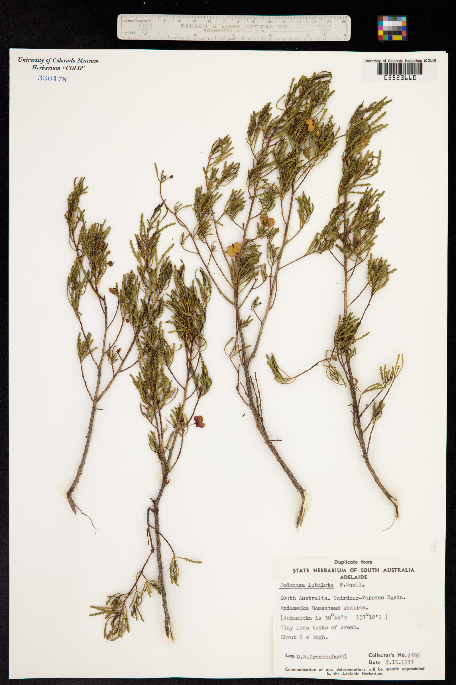 Dodonaea image