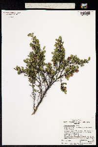 Image of Dodonaea cuneata