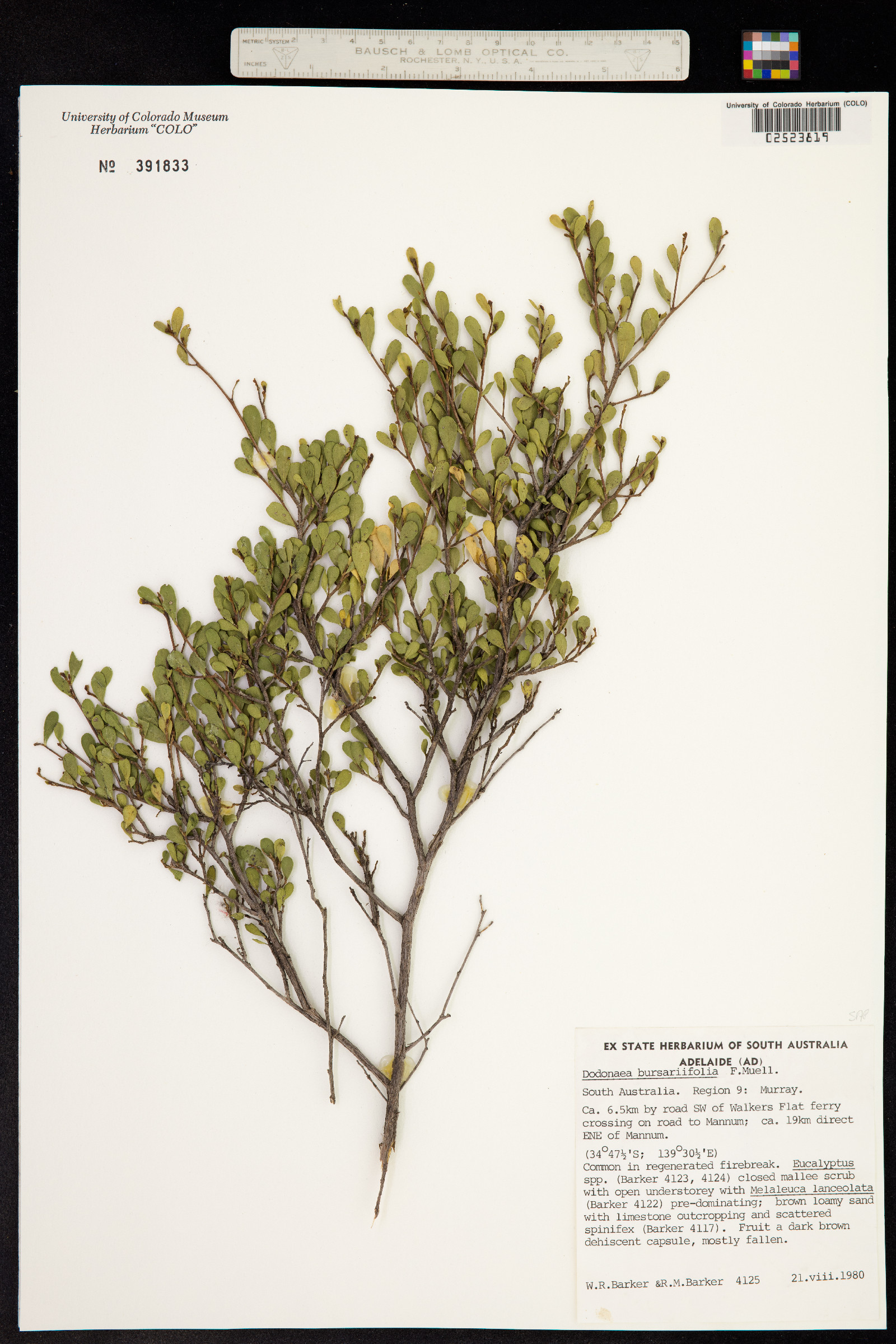 Dodonaea bursariifolia image