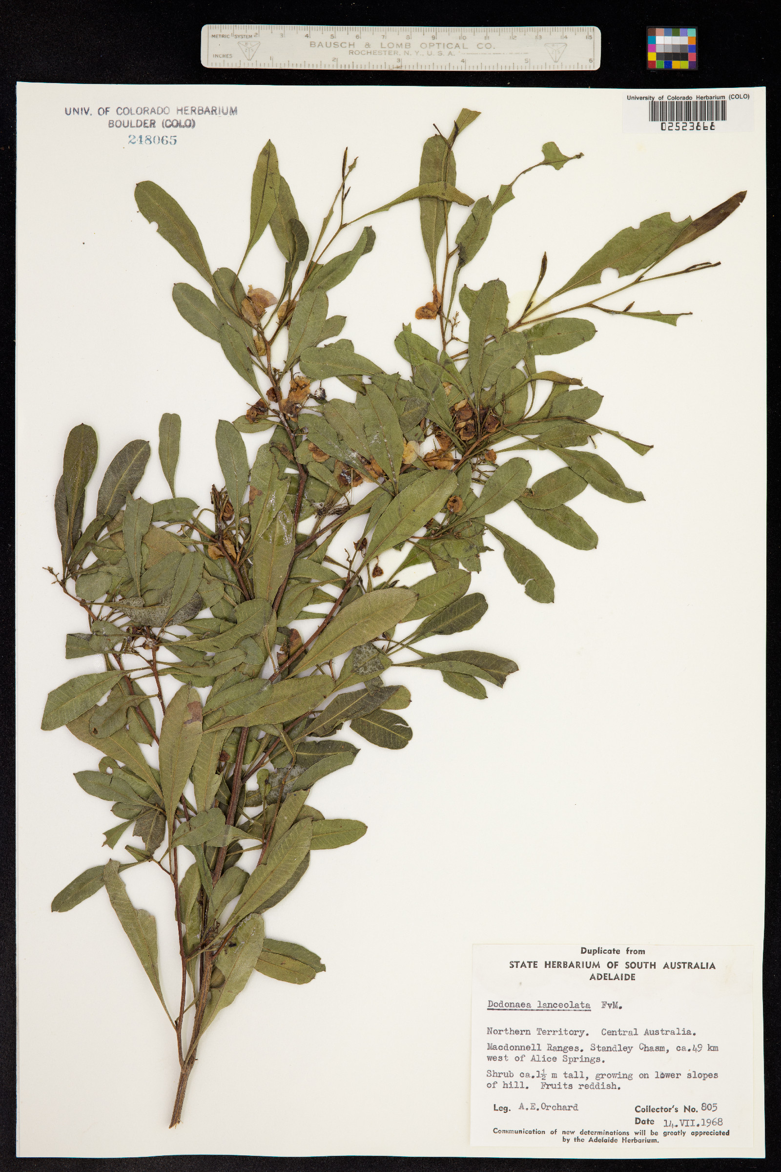 Dodonaea lanceolata image