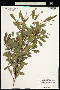 Image of Dodonaea lanceolata