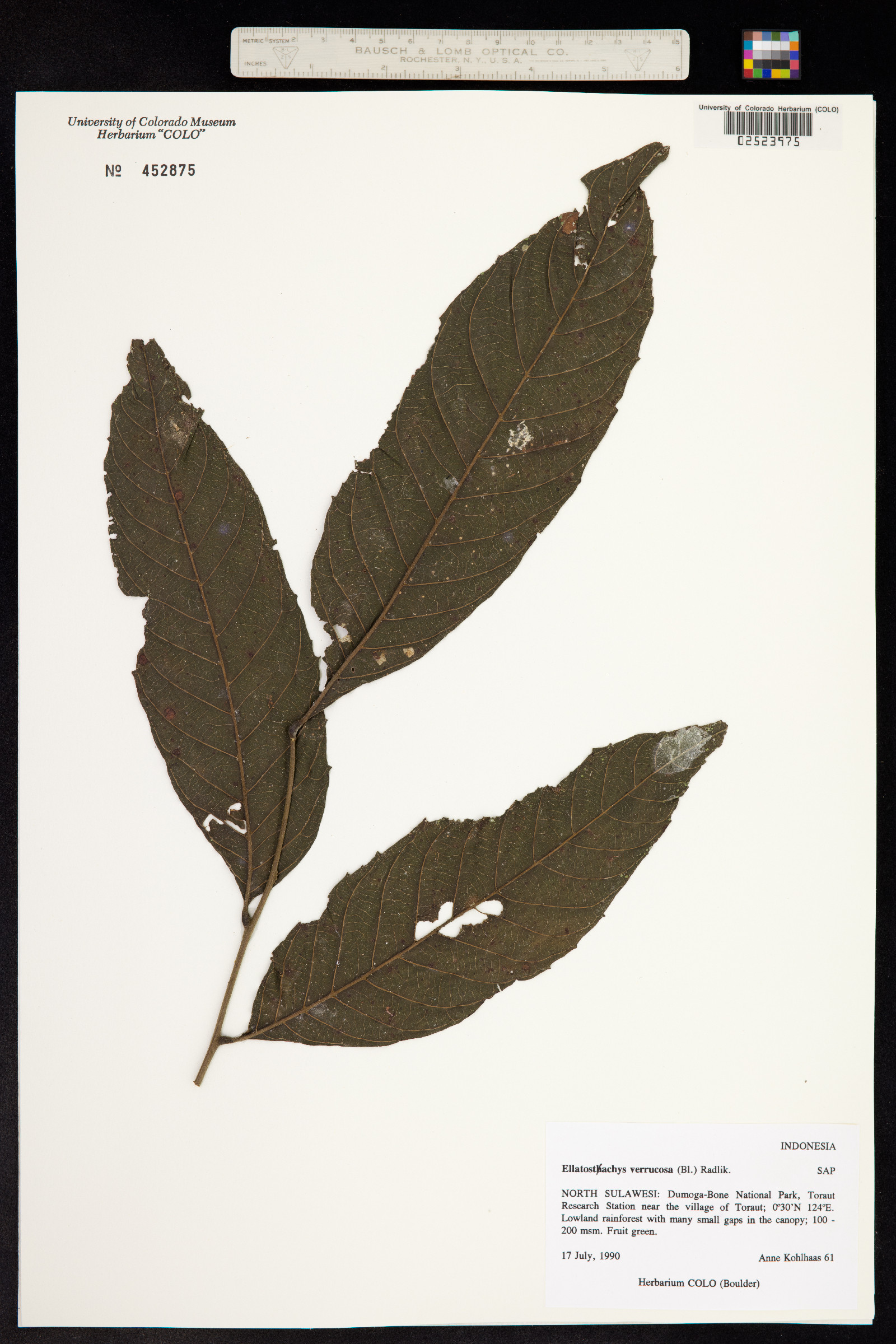 Elattostachys verrucosa image