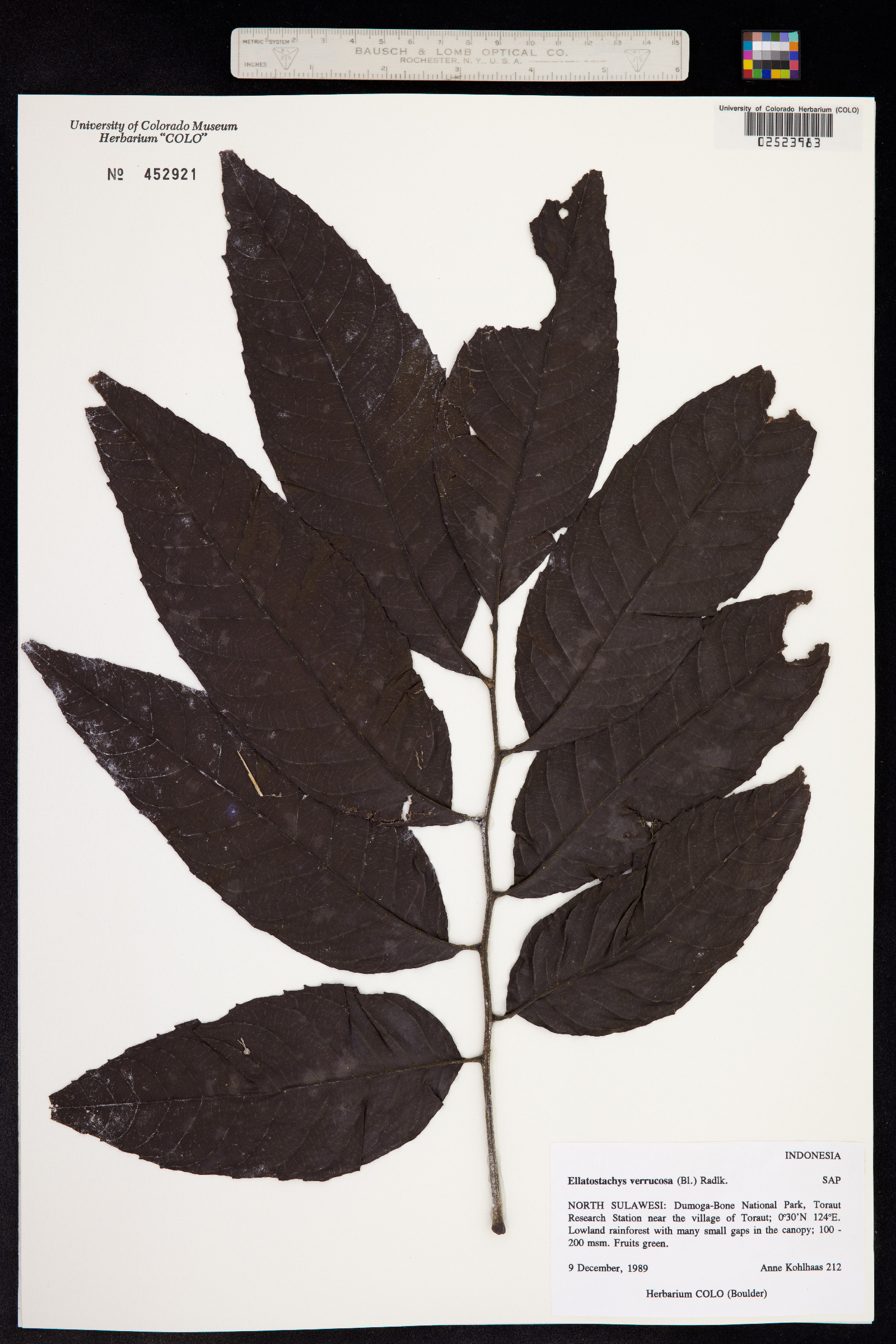 Elattostachys verrucosa image
