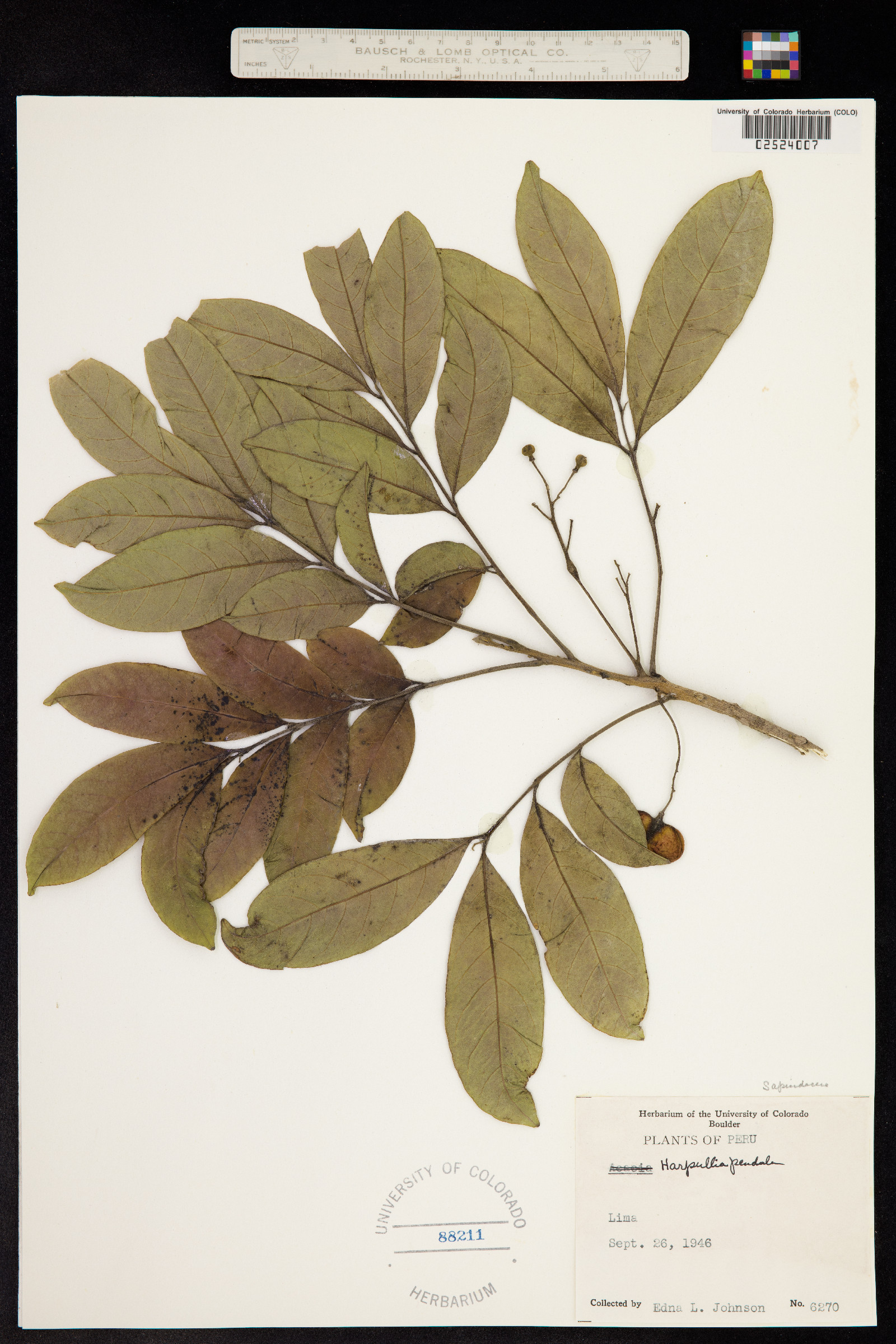 Harpullia pendula image