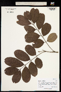Image of Nephelium mutabile
