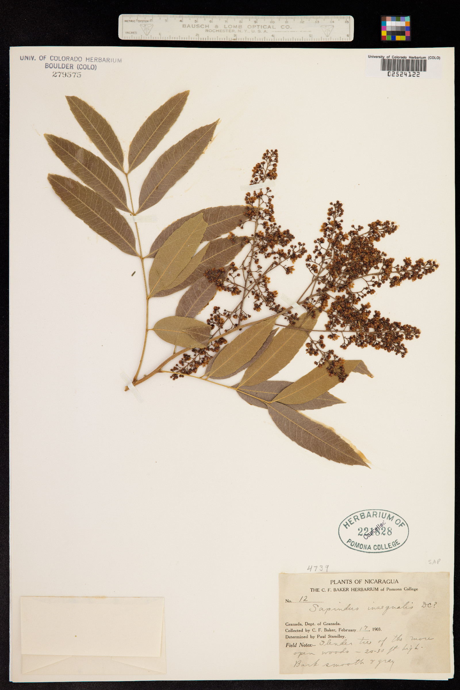 Sapindus saponaria subsp. saponaria image