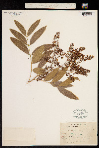 Sapindus saponaria subsp. saponaria image
