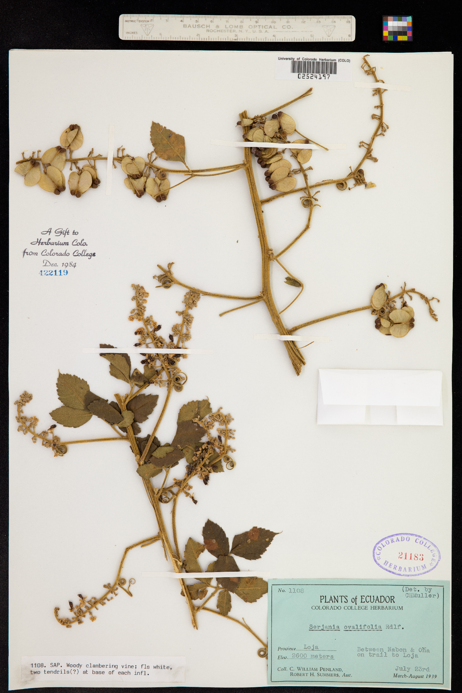 Serjania ovalifolia image