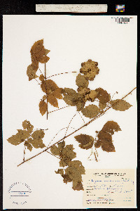 Serjania meridionalis image