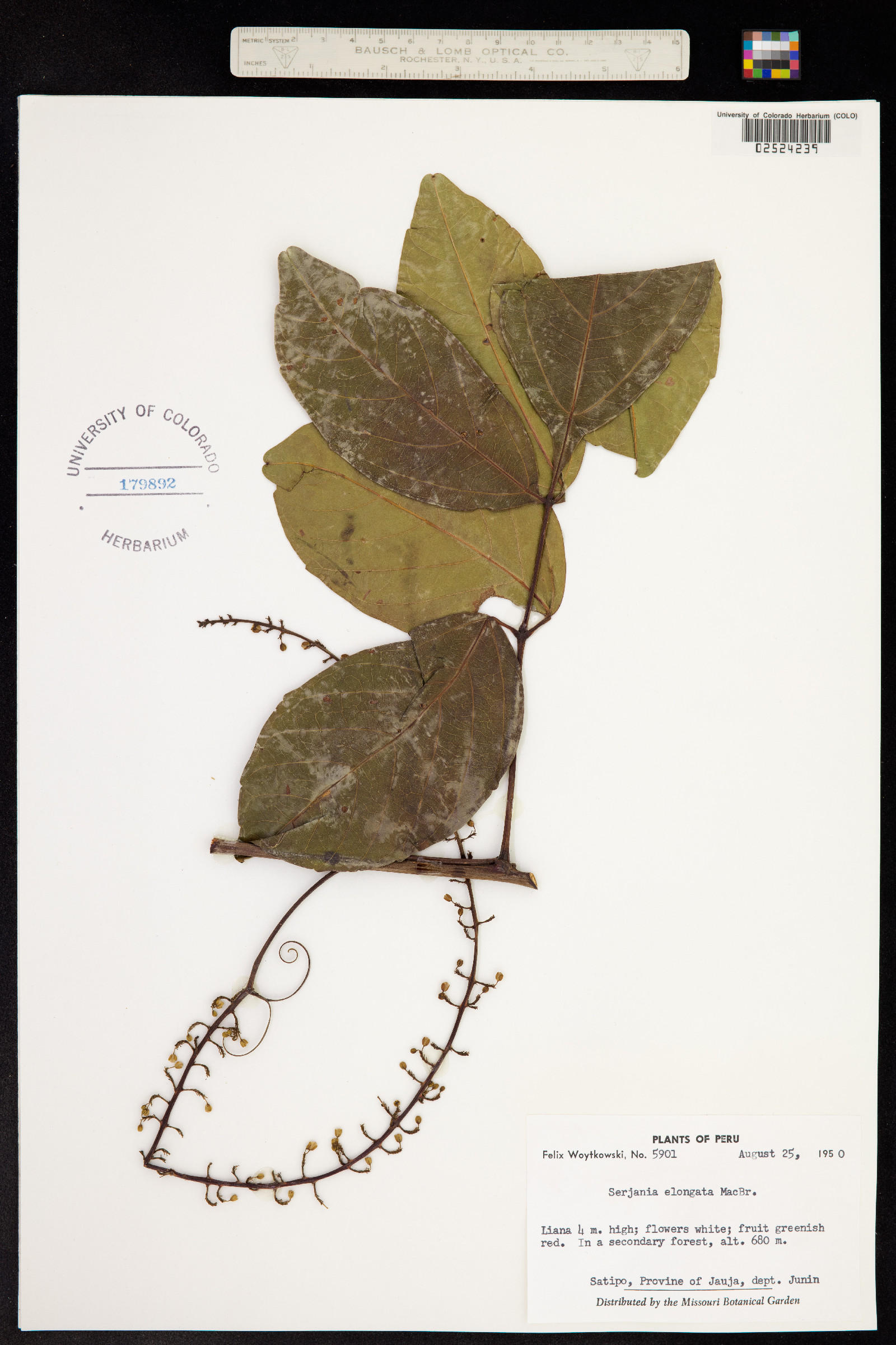 Serjania elongata image