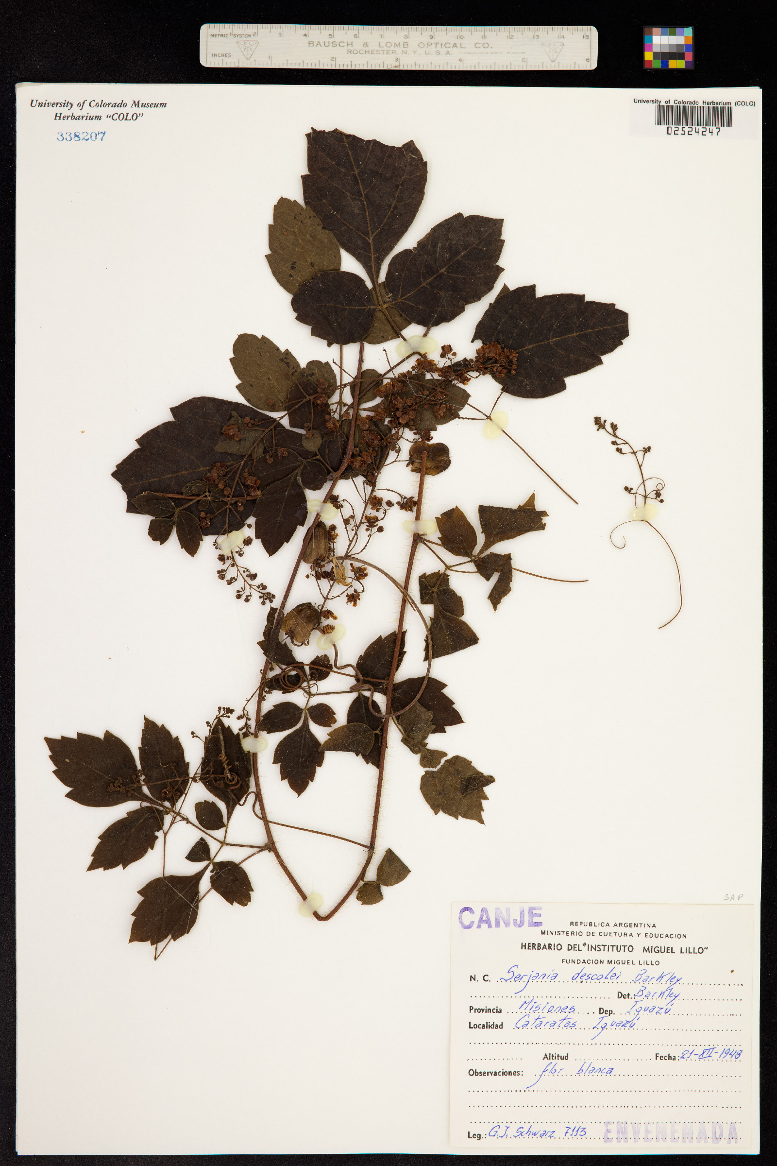 Serjania glutinosa image