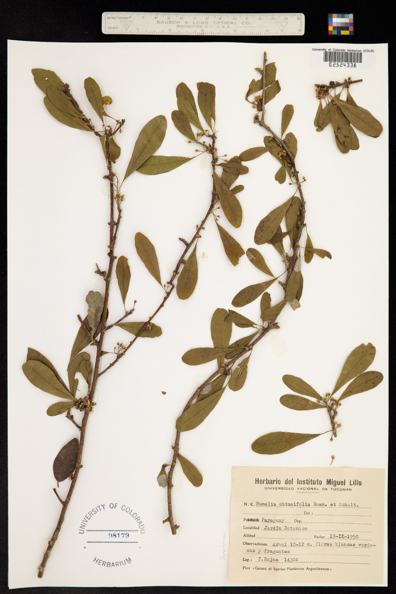 Sideroxylon obtusifolium image